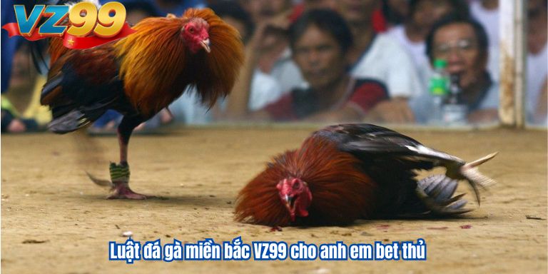 Luật đá gà miền bắc VZ99 cho anh em bet thủ 6 Luật đá gà miền bắc VZ99 cho anh em bet thủ